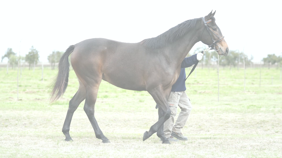 Lote PRESAGIADORA (DANIEL BOONE -  PRES DE TOI)