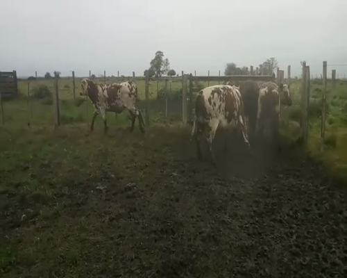 Lote 4 Vaquillonas  a remate en Pantalla Aniversario 420kg - , San José