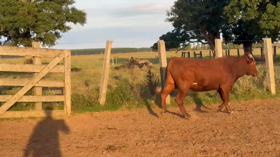Lote 12 Toros de invernar en Corrientes, Guaviravi