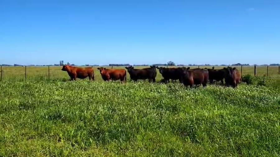 Lote 15 Novillitos en Rauch