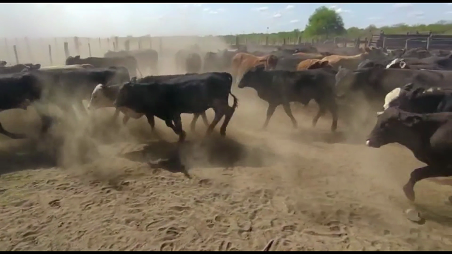 Lote 95 Terneros en Subteniente Perín, Formosa