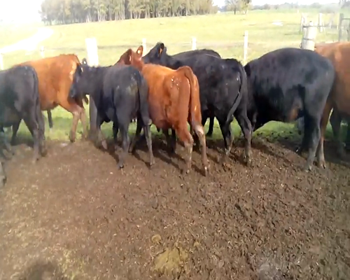Lote 12 Vaquillonas en Colonia