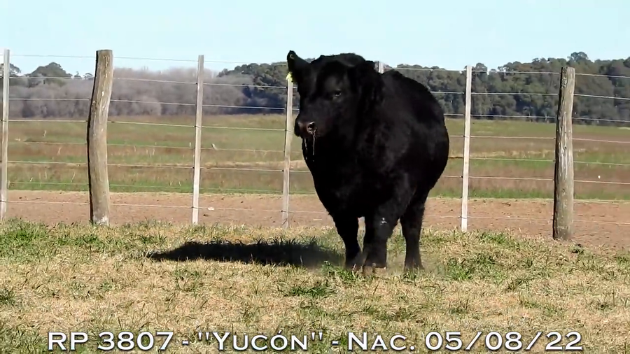 Lote TOROS PUROS DE PEDIGREE