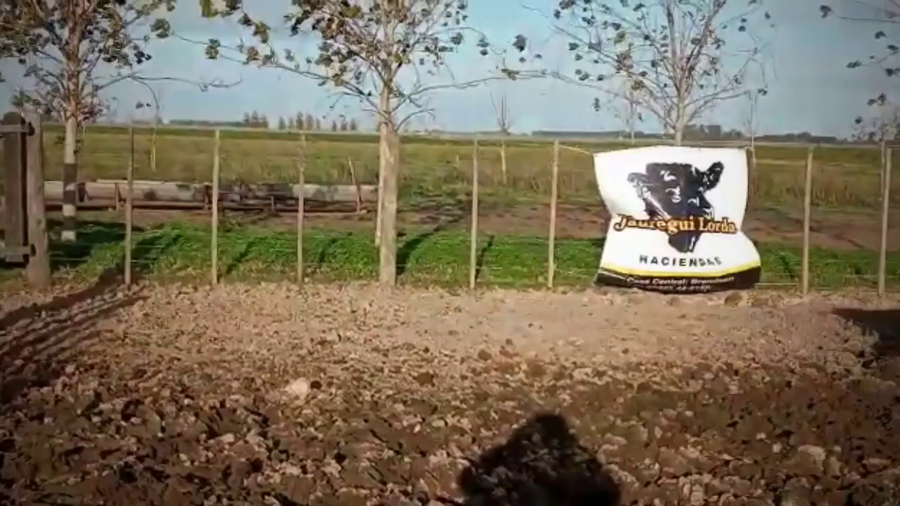 Lote 35 Novillitos en Ranchos, Buenos Aires