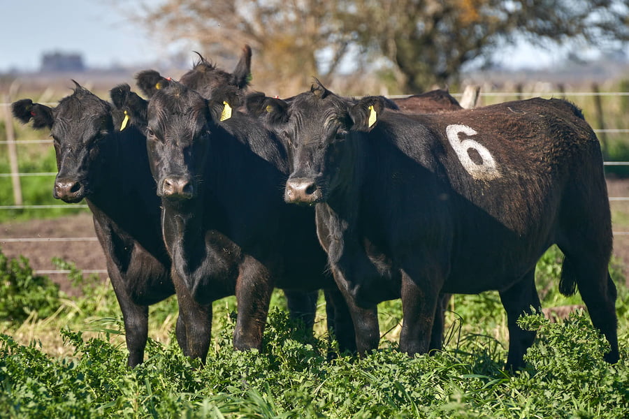 Lote "ME KEN" VAQUILLAS P.C Con Servicio