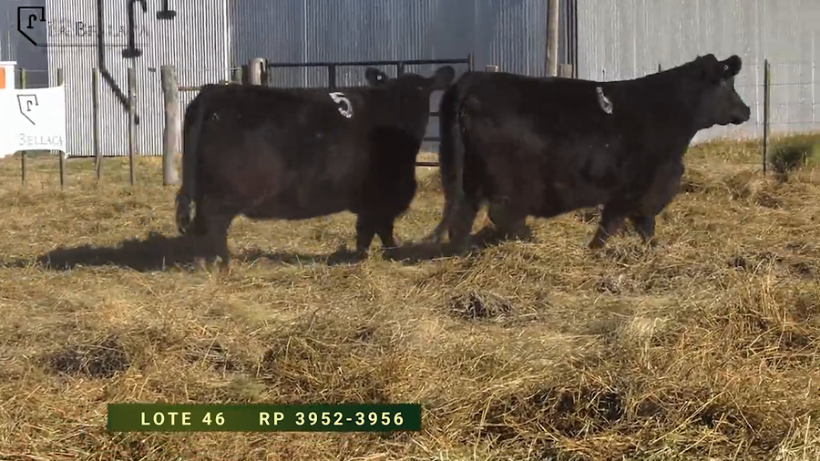 Lote VAQUILLONAS  P.P.