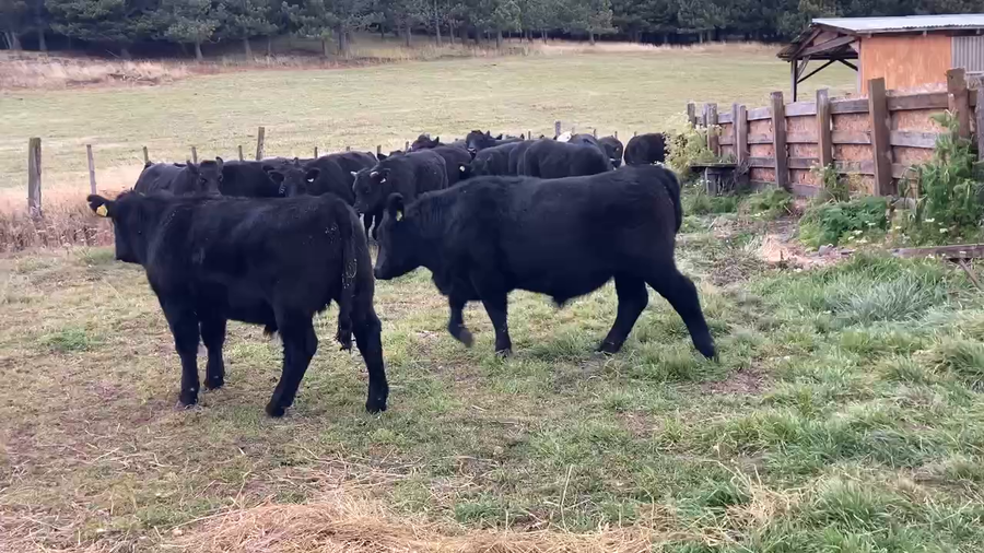 Lote 41 Novillo Engorda en Coyhaique, XI Región Aysén