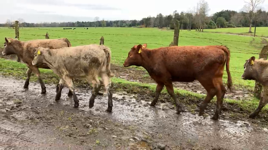 Lote 61 Ternera en Puyehue, X Región Los Lagos