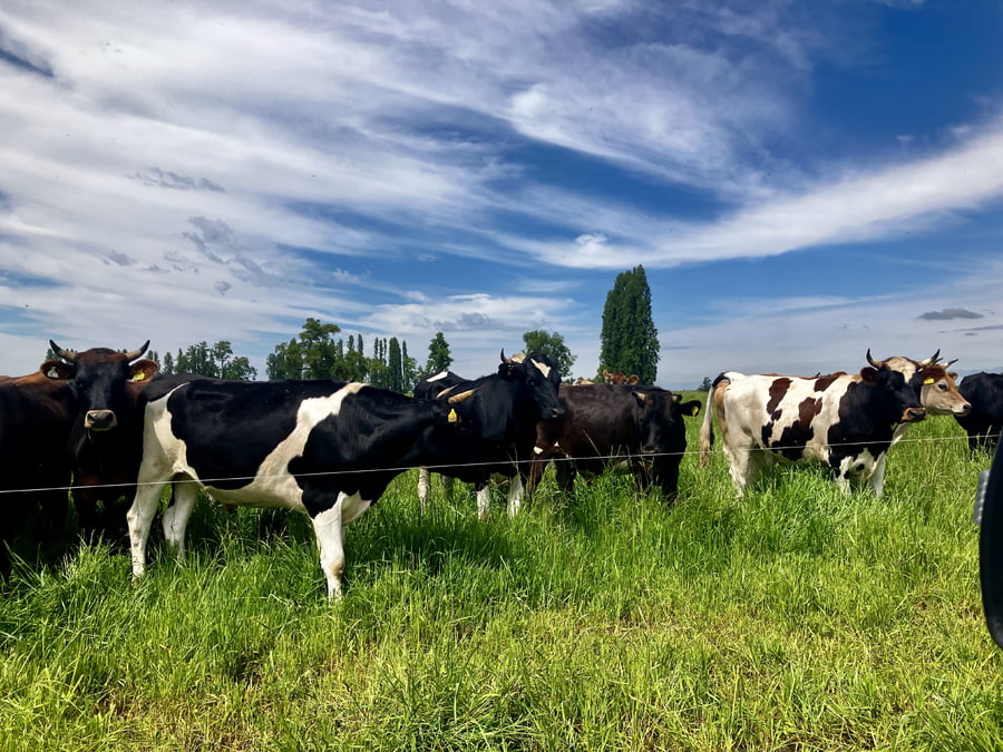 Lote 45 Novillo Gordo Osorno, X Región Los Lagos