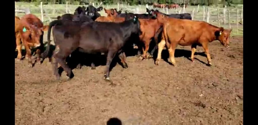 Lote 15 Terneras en Villaguay, Entre Ríos