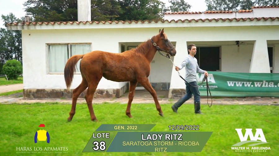 Lote LADY RITZ