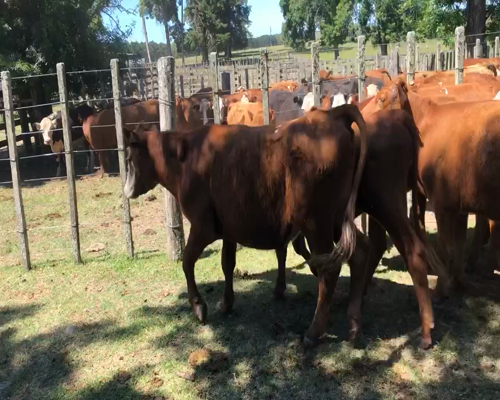 Lote 47 Novillos en Nando, Cerro Largo