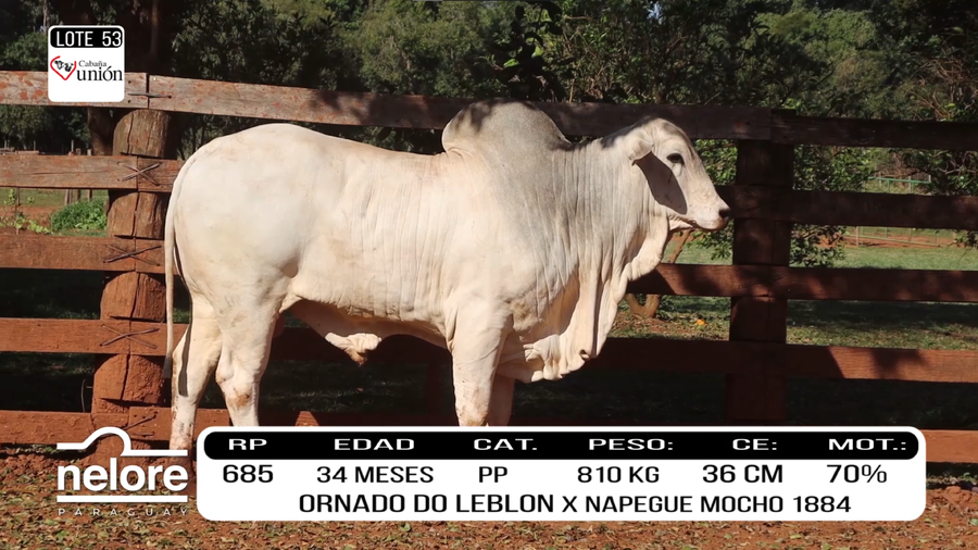 Lote LOTE 53