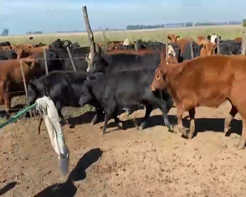 Lote 120 Terneras en Brandsen, Buenos Aires