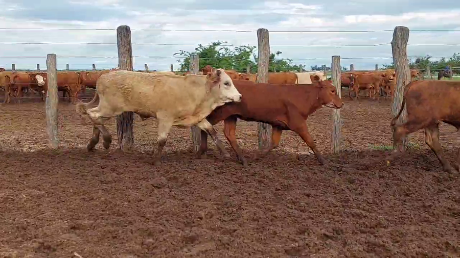 Lote 120 Terneros/as