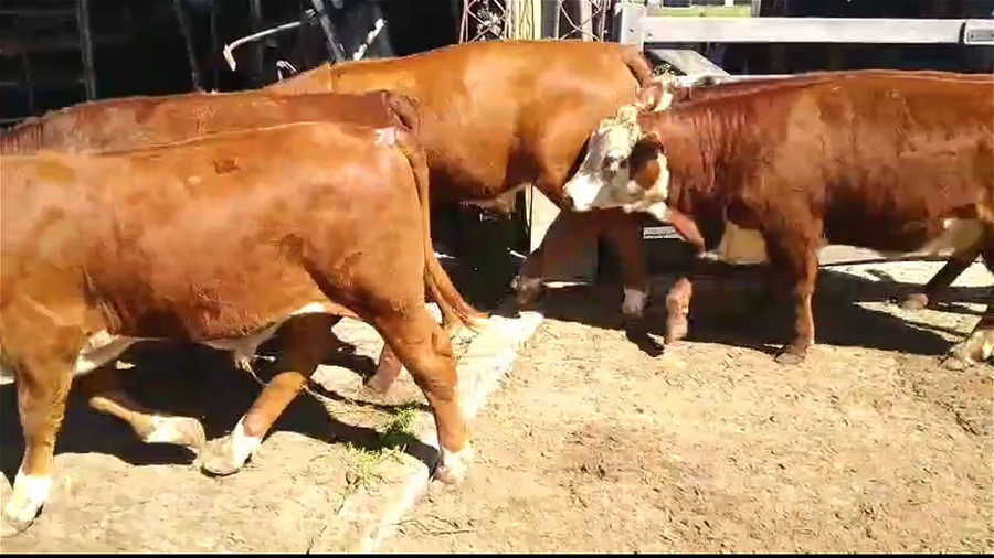 Lote 30 Terneros y Terneras