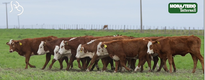 Lote FUTURAS MADRES(CORRAL 28)