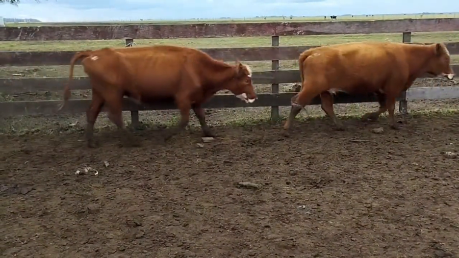 Lote Vacas de Invernada