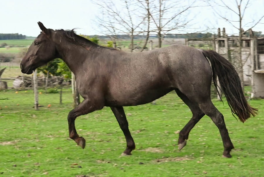 Lote CATALUÑA MOLLES