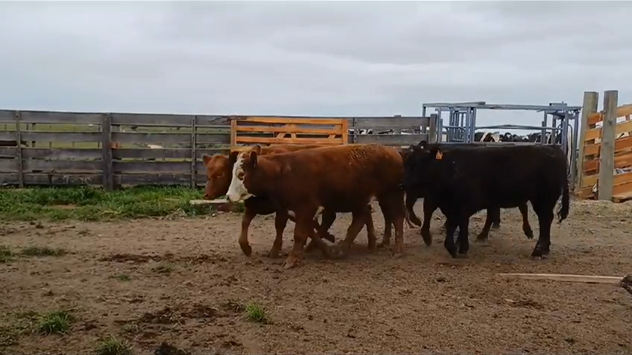 Lote (Vendido)6 Terneras ANGUS a remate en #37 Pantalla Carmelo 280kg -  en SAN JUAN