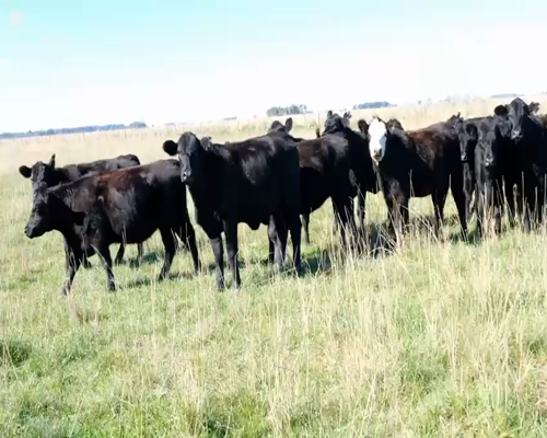 Lote Vaquillonas Angus Vacias en Olavarria, PBA.-