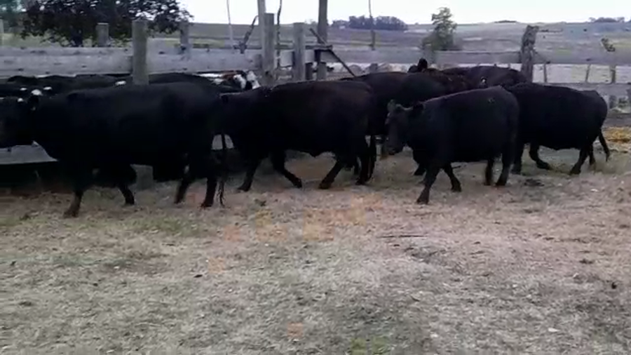 Lote (Vendido)7 Vacas preñadas AA a remate en PANTALLA GARLAND en AGRACIADA