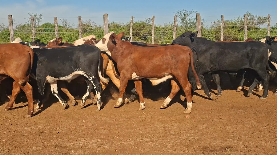 Lote 76 Novillitos en Santiago del Estero, Añatuya