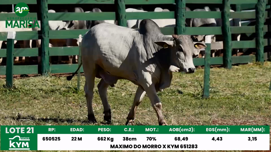 Lote Lote 21