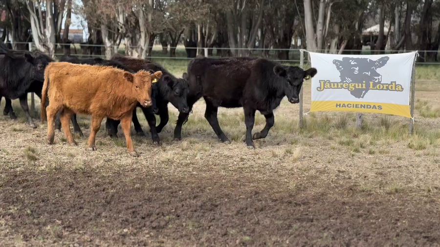 Lote 89 Vaquillonas P/ Servicio