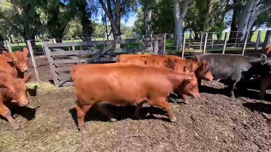 Lote 175 Terneros/as en Tres Arroyos, Buenos Aires