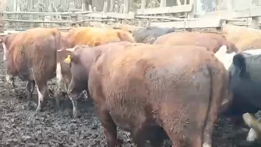 Lote 45 Novillo Gordo en VII  Región Maule, Linares