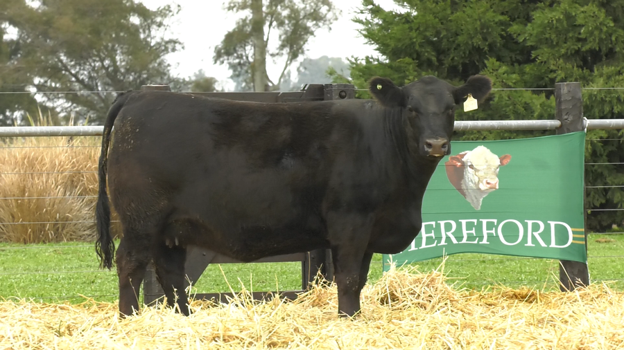 Lote VAQUILLONAS A. ANGUS PURO PEDIGREE