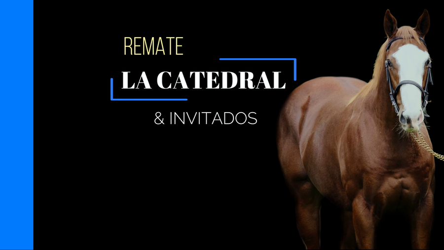 Lote CURIOSO GO ON (CURIOSO JOHAN - MUCURA CAT)