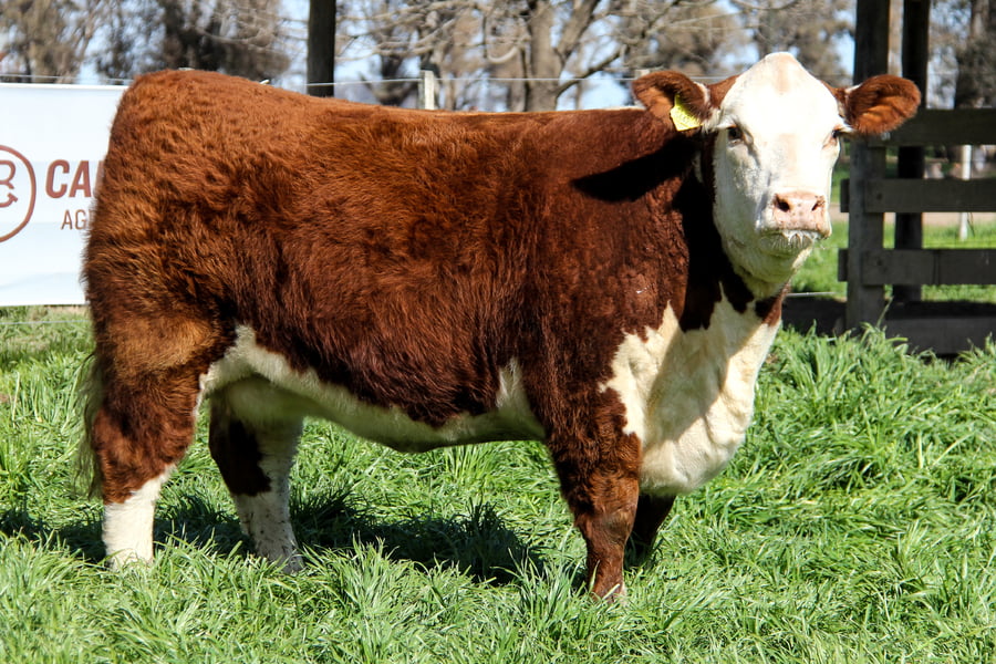 Lote Vaq PP Preñada