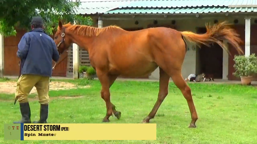 Lote DESERT STORM (PER)