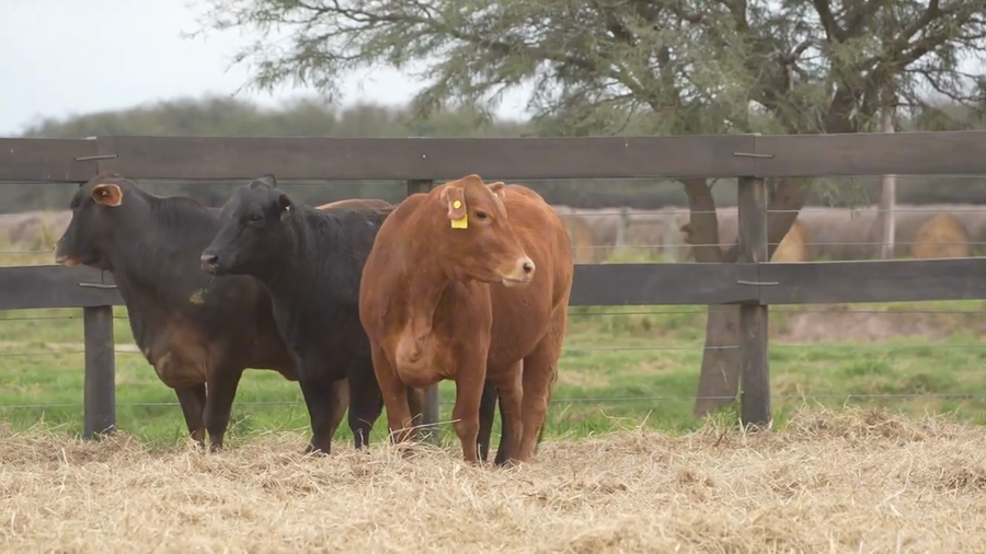 Lote Vaquillona preñada