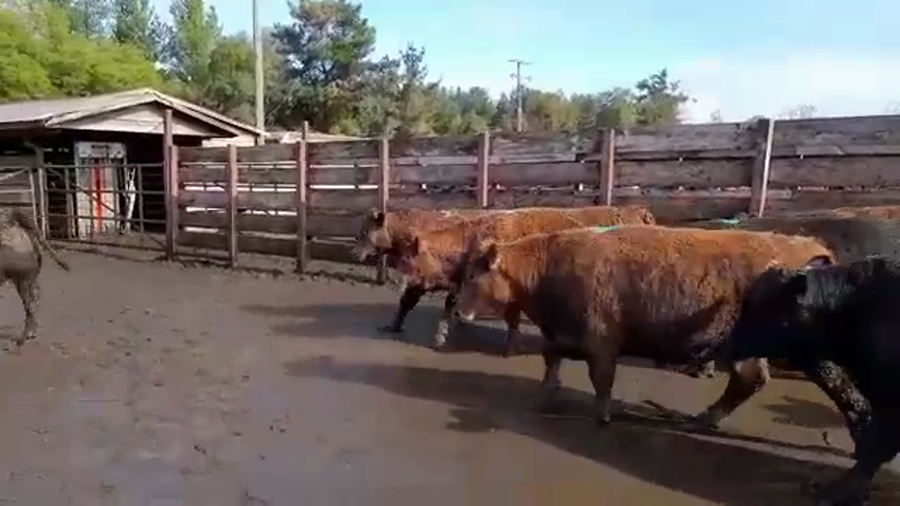 Lote 20 Novillo Gordo en Los Ángeles, VIII Región Biobío