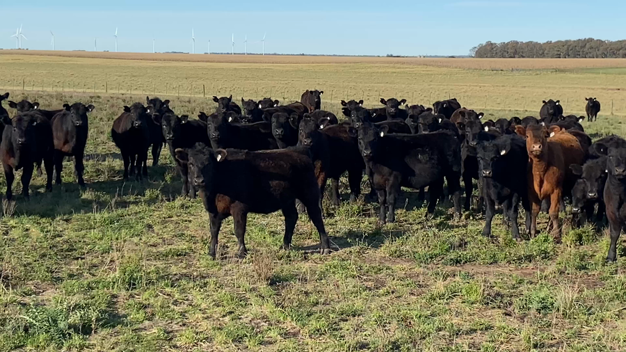 Lote 200 Terneras en Tres Arroyos, Buenos Aires