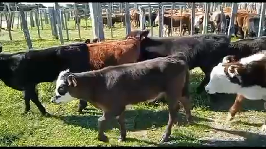 Lote 10 Terneras en Tupambaé, Cerro Largo