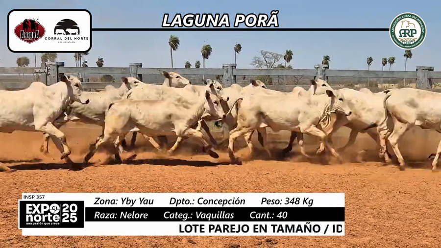 Lote Vaquillas