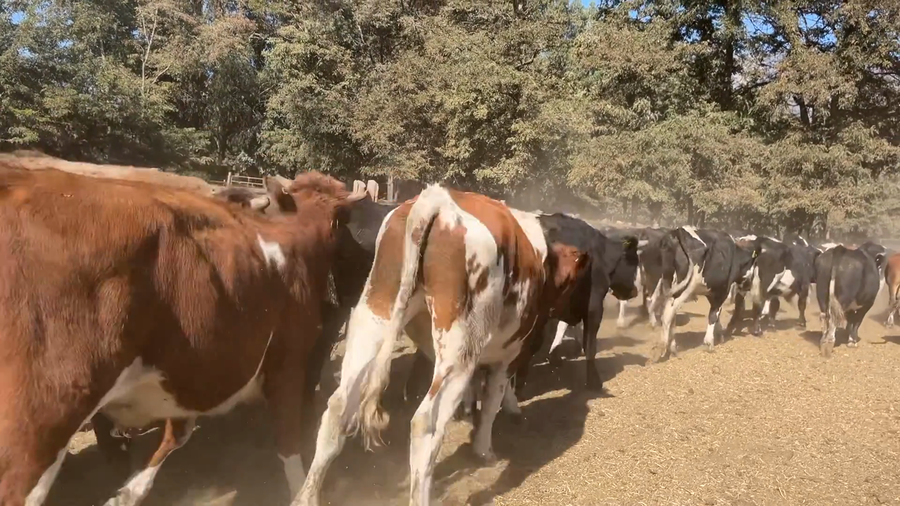 Lote 83 Novillo Engorda en Región Metropolitana, Paine