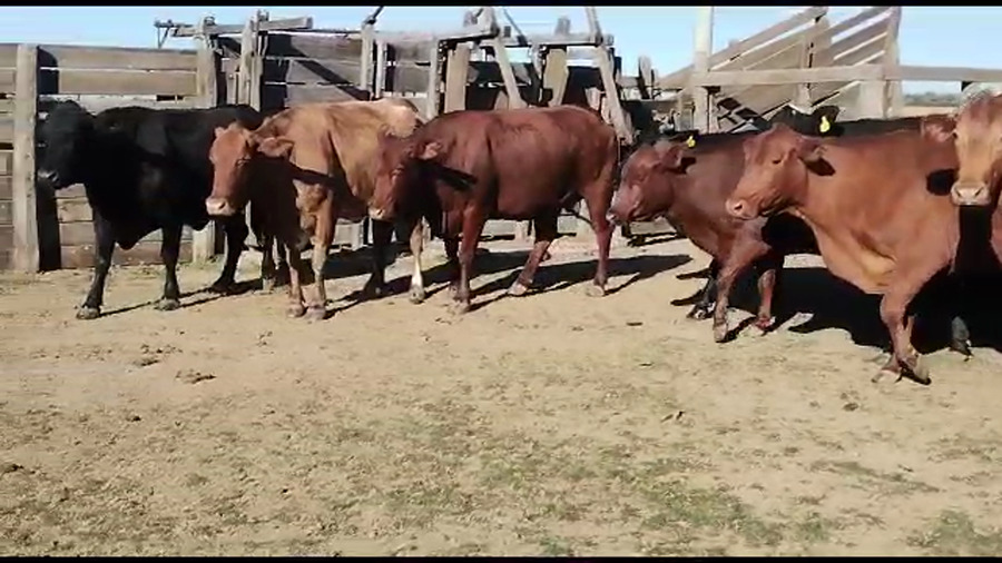Lote 52 Vacas de invernar en Quimilí, Santiago del Estero