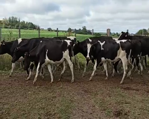 Lote NOVILLOS HOLANDOS