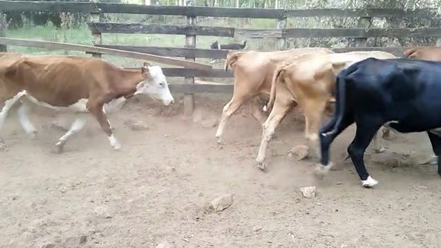Lote 40 Vacas de Invernada en Rivera