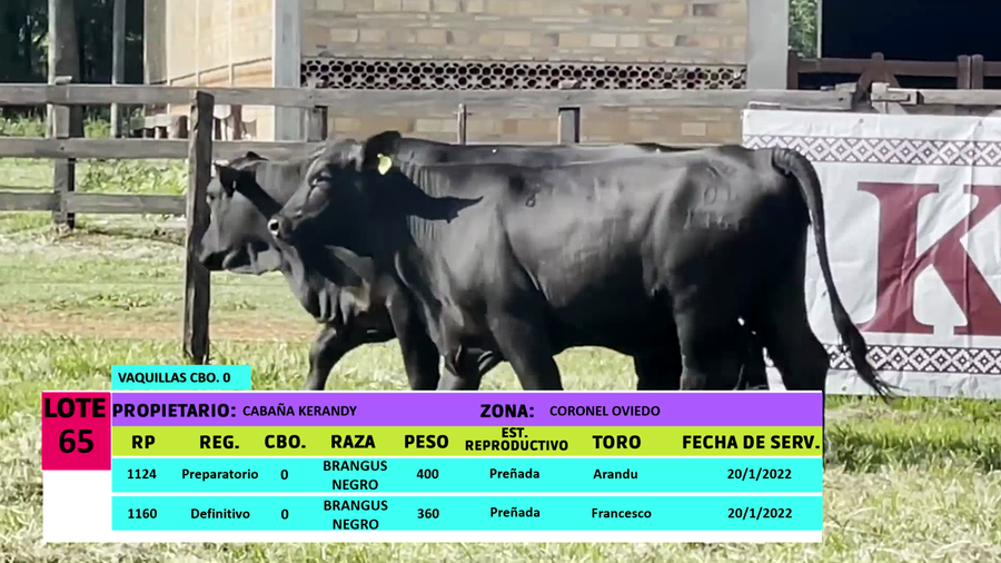 Lote LOTE 65 - 2 VAQUILLAS PREÑADAS CBO 0
