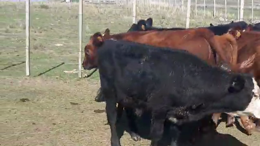 Lote 40 Terneros Hereford y cruzas