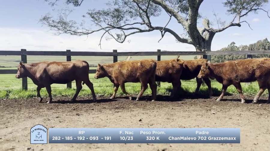 Lote Lote 4 - La Marqueza