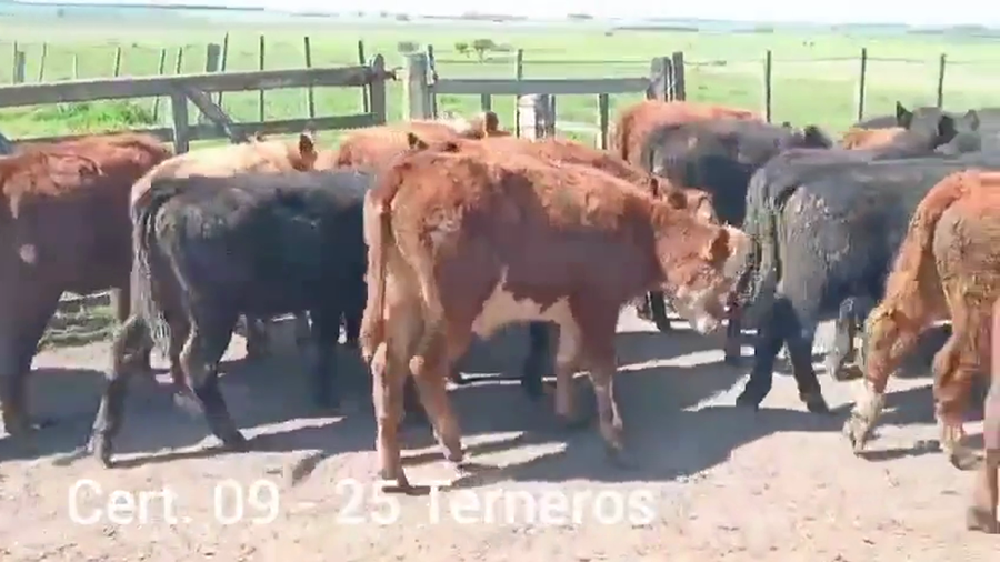 Lote TERNEROS