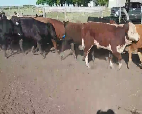 Lote 20 Terneros en Villaguay, Entre Ríos