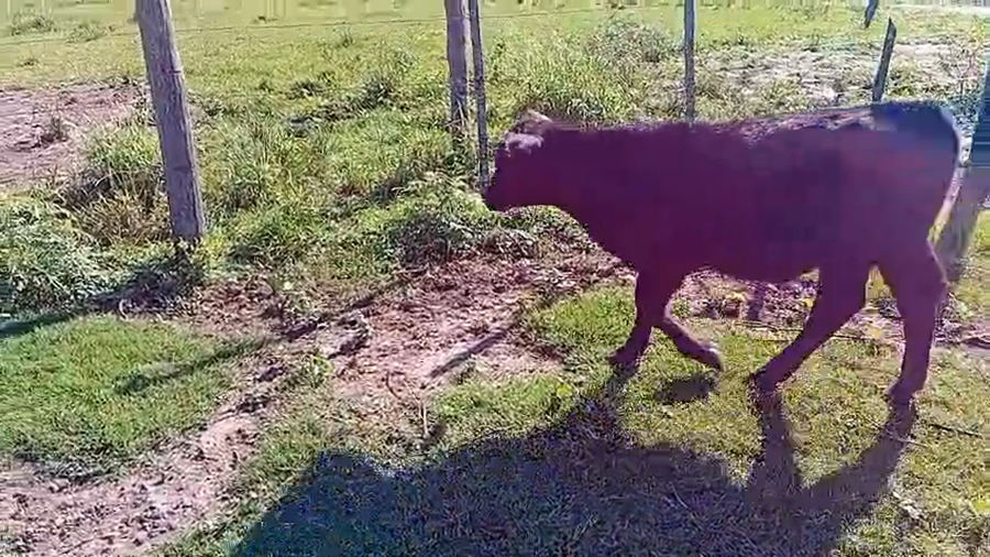 Lote 20 Terneros/as en Chaco, Pampa Almirón